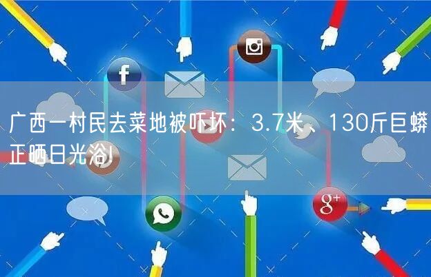 广西一村民去菜地被吓坏：3.7米、130斤巨蟒正晒日光浴!