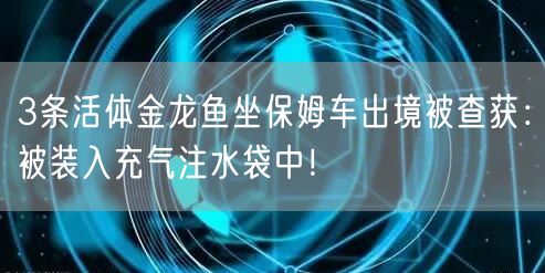 3条活体金龙鱼坐保姆车出境被查获：被装入充气注水袋中！