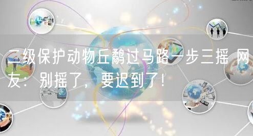二级保护动物丘鹬过马路一步三摇 网友：别摇了，要迟到了！