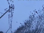 连云港连续多日出现密密麻麻的鸟类 拍摄者：从没见过！