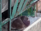 肉眼可见的胖！哈尔滨中央大街鸽子被游客喂成鸽猪