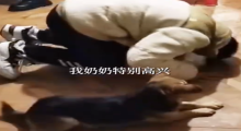 男生给奶奶磕头拜年 小狗在旁模仿引众人大笑！