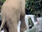 男子驾车误撞小象遭5头大象围攻 车辆严重损坏！