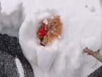 主人捡鸡蛋发现鸡被雪埋3天还活着：都被冻实了、生命真顽强！
